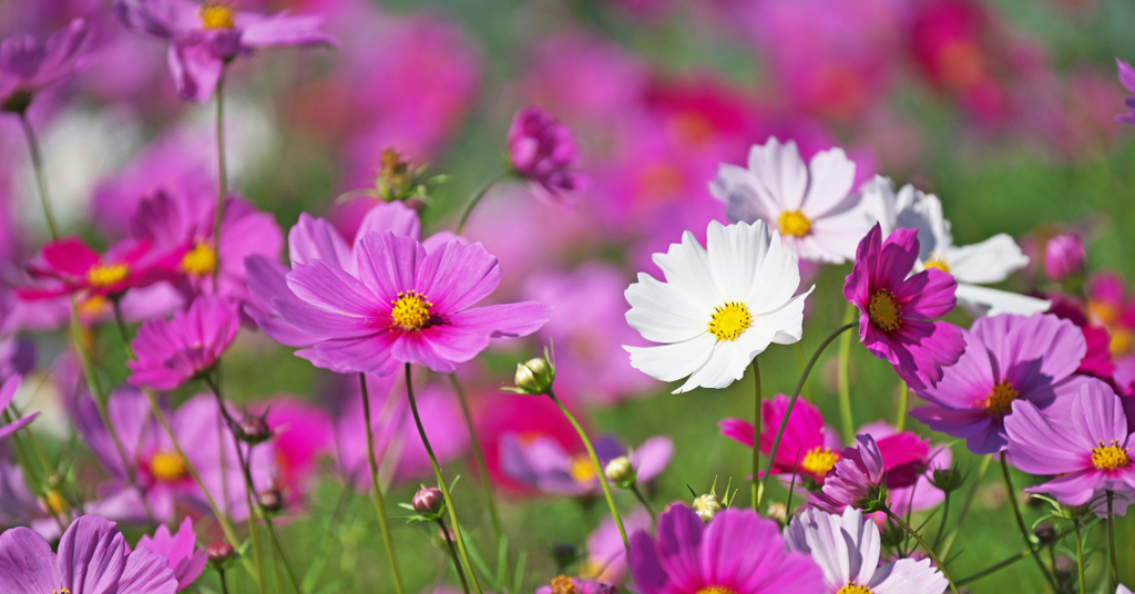 Summer Bouquet Subscription - Mother's Day Special