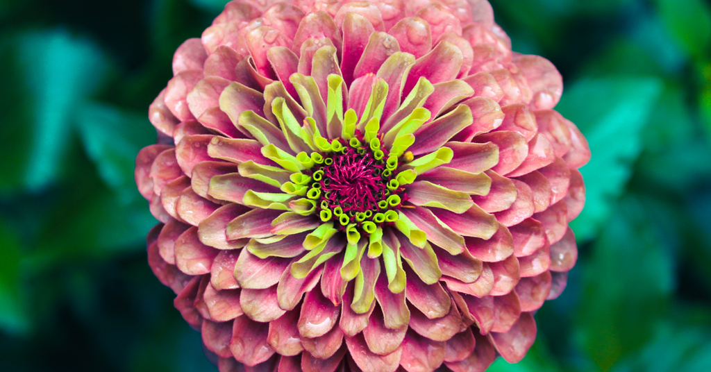 Summer Bouquet Subscription - Mother's Day Special