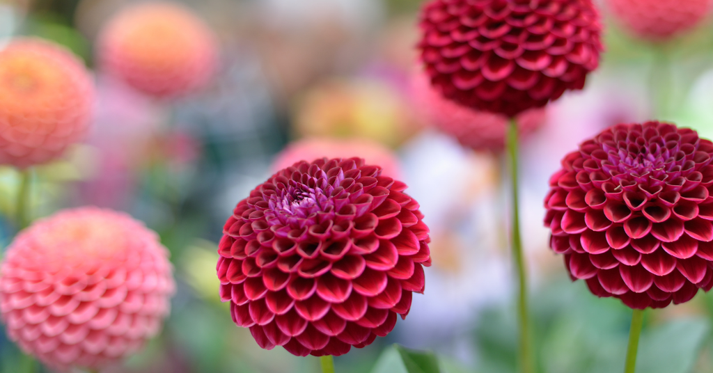 Summer Bouquet Subscription - Mother's Day Special